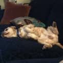 Photo of Jack The Cavoodle (On Trial 17/9/14)