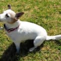 Photo of Abby *On Trial In Her New Home*