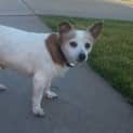 Photo of Abby *On Trial In Her New Home*