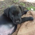 Photo of Bugsy (Adoption Pending)