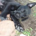 Photo of Bugsy (Adoption Pending)