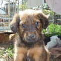 Photo of Kim (Adoption Pending)