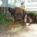 Photo of Kim (Adoption Pending)