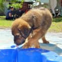 Photo of Kim (Adoption Pending)