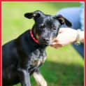 Photo of Charli ~ Fem Dachshund X Kelpie (On Trial 20/9/14)