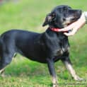 Photo of Charli ~ Fem Dachshund X Kelpie (On Trial 20/9/14)
