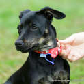 Photo of Charli ~ Fem Dachshund X Kelpie (On Trial 20/9/14)