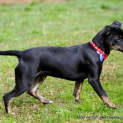 Photo of Charli ~ Fem Dachshund X Kelpie (On Trial 20/9/14)