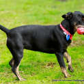 Photo of Charli ~ Fem Dachshund X Kelpie (On Trial 20/9/14)