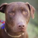 Photo of Duke (On Trial 25/9/14)