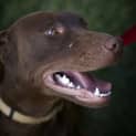 Photo of Duke (On Trial 25/9/14)