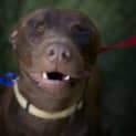 Photo of Duke (On Trial 25/9/14)