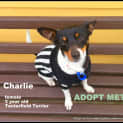Photo of Charlie Girl ~ Tenterfield (On Trial 20/10/14)