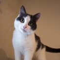 Photo of Thomas