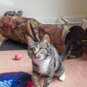 Photo of Indie