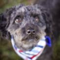 Photo of Chilli ~ Moodle (On Trial 15/9/14)