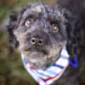 Photo of Chilli ~ Moodle (On Trial 15/9/14)