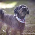 Photo of Chilli ~ Moodle (On Trial 15/9/14)