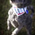 Photo of Chilli ~ Moodle (On Trial 15/9/14)