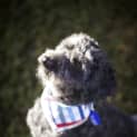 Photo of Chilli ~ Moodle (On Trial 15/9/14)