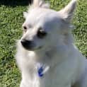 Photo of Cee Cee 🎀 Pom X Chihuahua (On Trial 15/7/23)