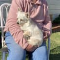 Photo of Cee Cee 🎀 Pom X Chihuahua (On Trial 15/7/23)