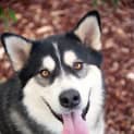 Photo of Nahla