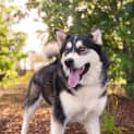 Photo of Nahla