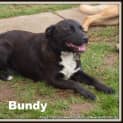Photo of Bundy (On Trial 5/10/14) ~ Border Collie X