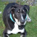 Photo of Nixon (On Hold Pending Adopt)~ Bull Arab X