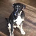 Photo of Nixon (On Hold Pending Adopt)~ Bull Arab X