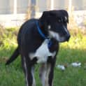 Photo of Nixon (On Hold Pending Adopt)~ Bull Arab X