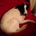 Photo of Rosie