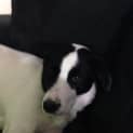 Photo of Rosie
