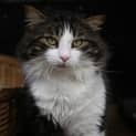 Photo of "Diesel" Purrfect Match
