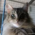 Photo of "Annabelle" $49 Purrfect Match