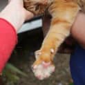 Photo of "Gin Gin" Purrfect Match