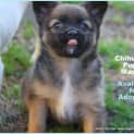 Photo of Puppy Mackie (On Trial 4/10/14)