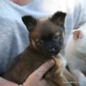 Photo of Puppy Mackie (On Trial 4/10/14)