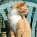 Photo of "Lola"   Purrfect Match