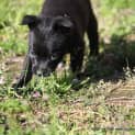 Photo of Puppy Teemu (On Trial 3/10/14)