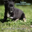 Photo of Puppy Teemu (On Trial 3/10/14)