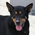 Photo of Sam The Retiring Kelpie