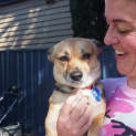 Photo of Phoebe (On Trial 27/9/14) ~ Corgi X Mini Foxy
