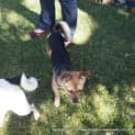 Photo of Phoebe (On Trial 27/9/14) ~ Corgi X Mini Foxy