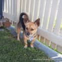 Photo of Phoebe (On Trial 27/9/14) ~ Corgi X Mini Foxy