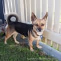 Photo of Phoebe (On Trial 27/9/14) ~ Corgi X Mini Foxy