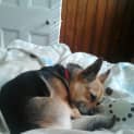 Photo of Phoebe (On Trial 27/9/14) ~ Corgi X Mini Foxy