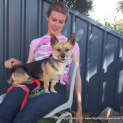Photo of Phoebe (On Trial 27/9/14) ~ Corgi X Mini Foxy