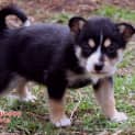 Photo of Dakota (On Hold Pend Adopt 2/10/14)~ Kelpie Puppy